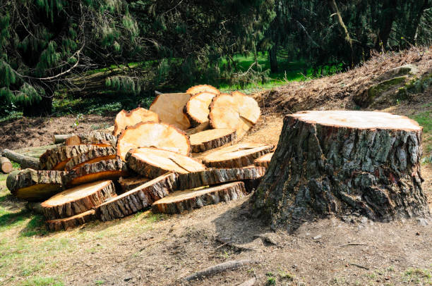 Reliable Montezuma, GA Tree Care Solutions
